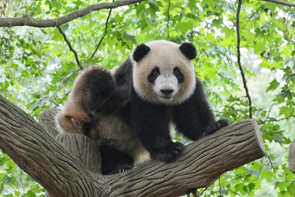 Quelle croisière propose des excursions pour observer les pandas en Chine?
